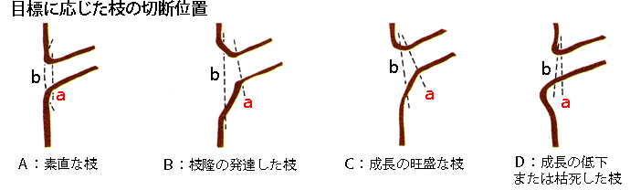 枝打ち２