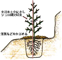 植樹4