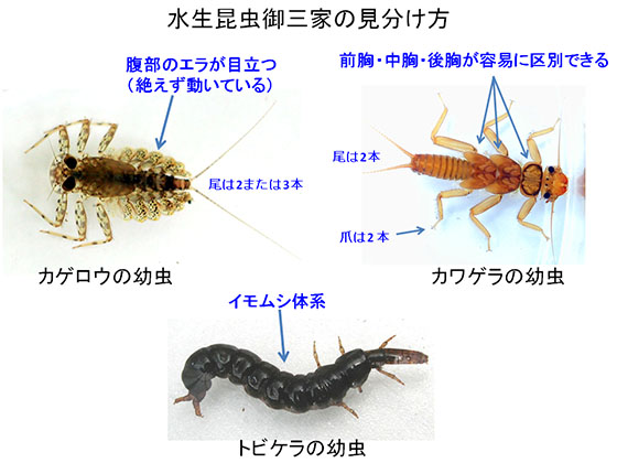 水生昆虫